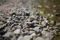 Gravel texture. pebble stones texture. Bottom view of a dirt gravel road. Pebble stone background. Light grey closeup small rocks. Royalty Free Stock Photo